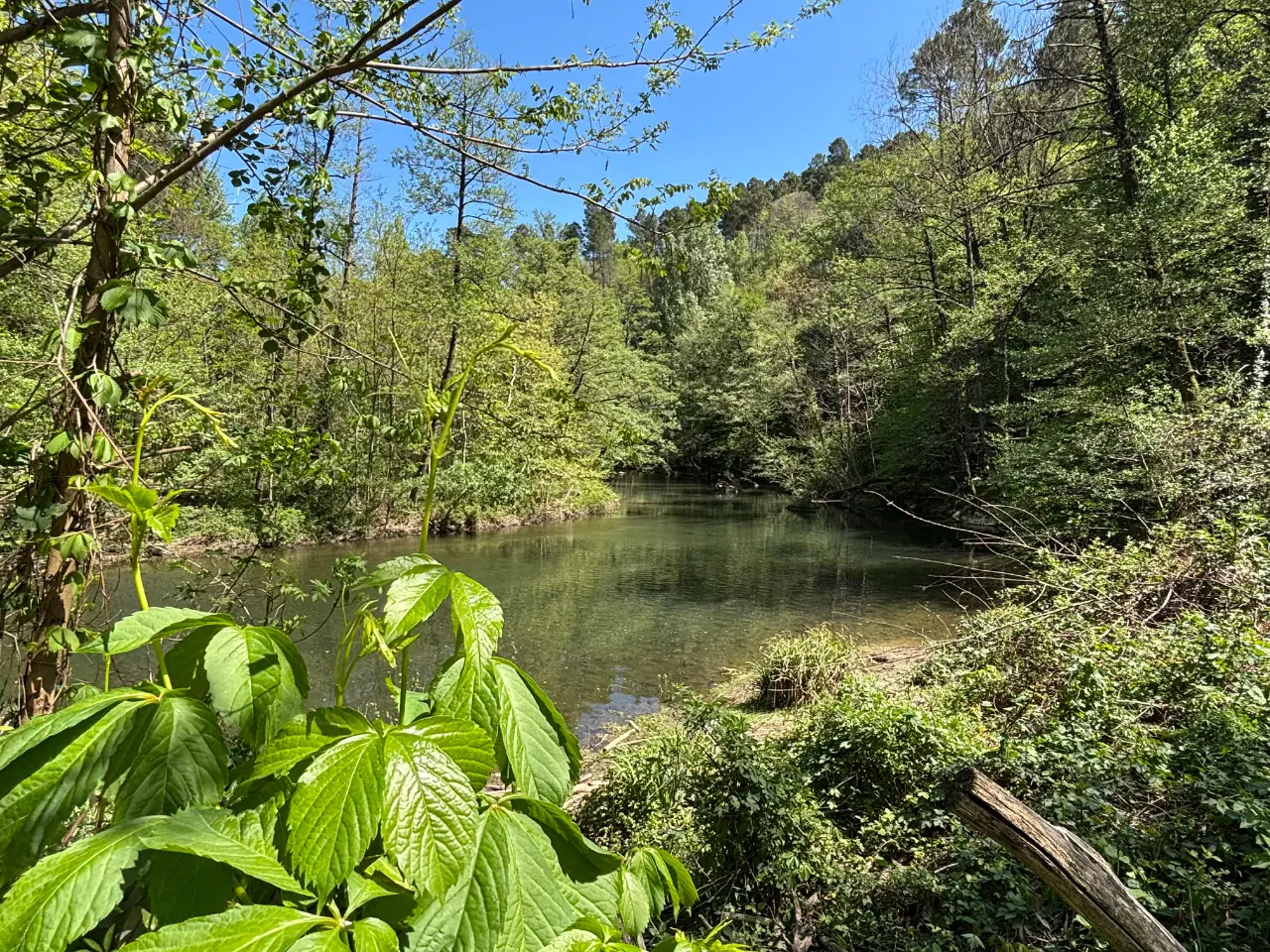 Les Châtaigniers du Château du Fraissinet à Branoux-les-Taillades, photo 7