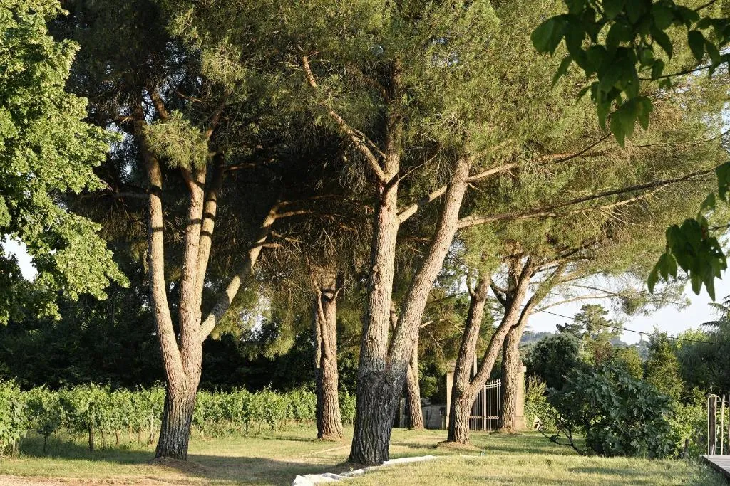Château Courtade-Dubuc, gîte 4 personnes à Camblanes-et-Meynac, photo 6