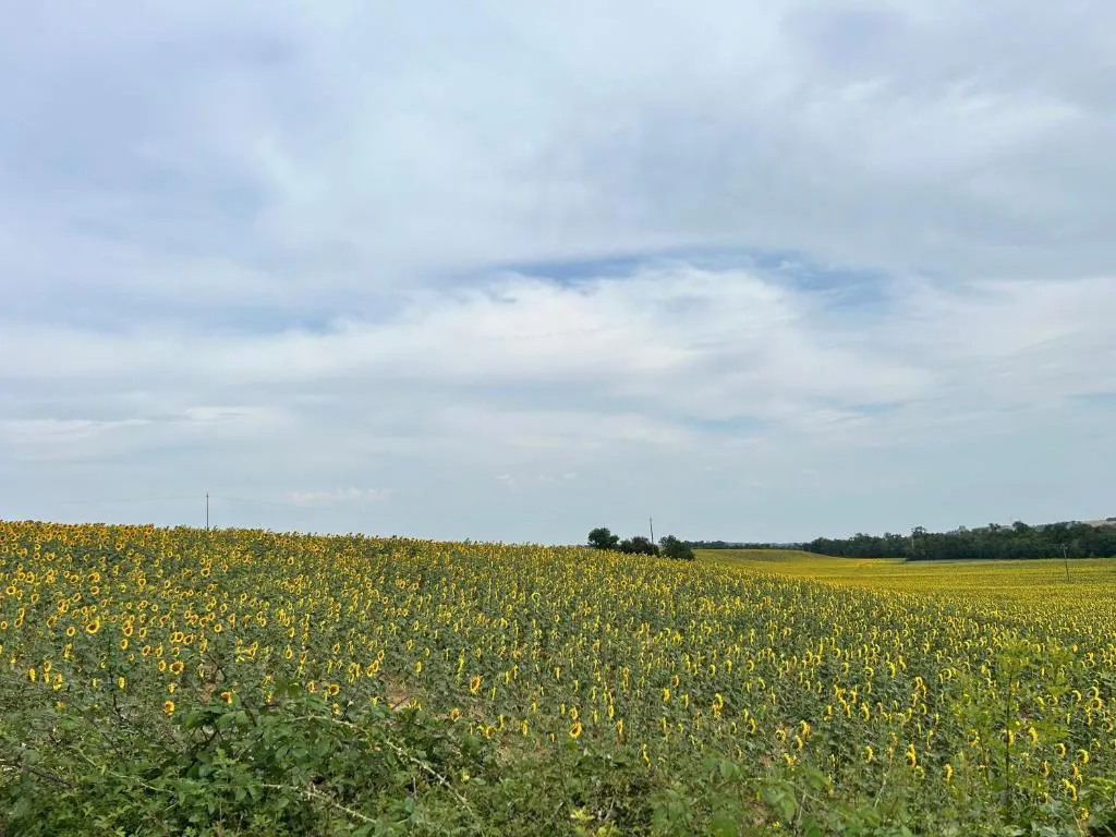 Château d'Arcamont à Roquelaure, photo 5