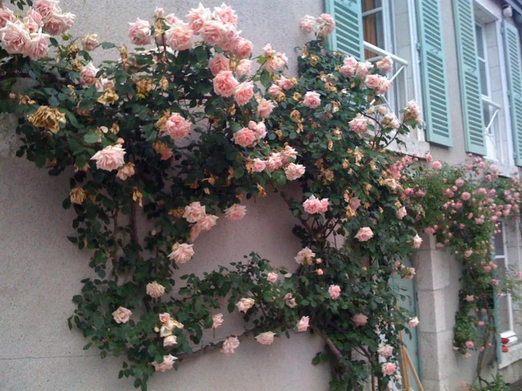 Château de la Rue à Cour-sur-Loire, photo 3
