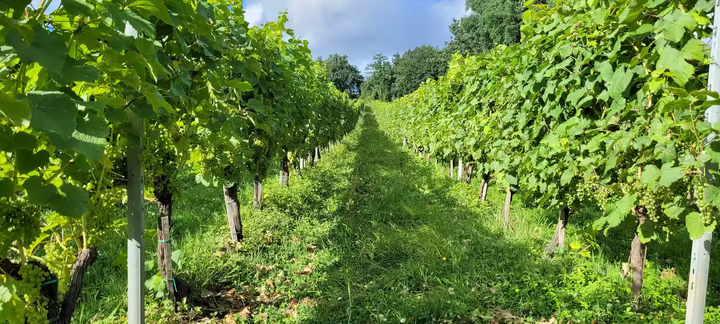 Château le Luc Regula à La Réole, photo 6