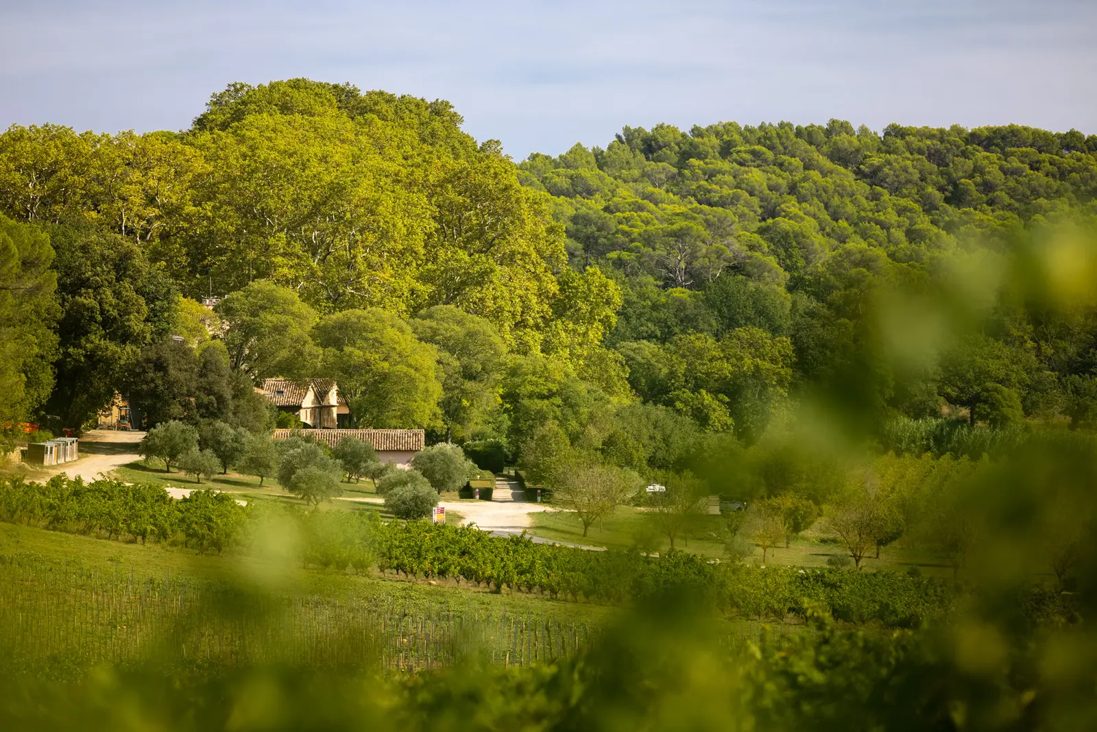 Château Mentone à Saint-Antonin-du-Var, photo 6