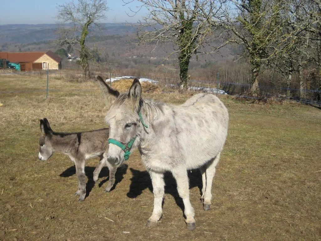 Manoir de Costeperier à Valojoulx, photo 7