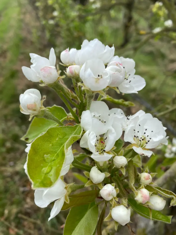 Manoir de la Blonnerie à Vellèches, photo 5